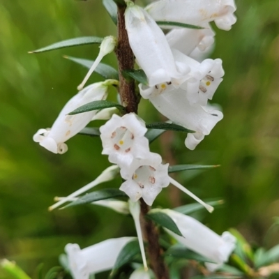 Epacris impressa (Common Heath) at South East Forest National Park - 22 Oct 2022 by trevorpreston