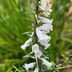 Epacris impressa at Rockton, NSW - 22 Oct 2022