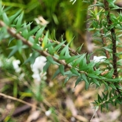 Epacris impressa at Rockton, NSW - 22 Oct 2022 11:54 AM