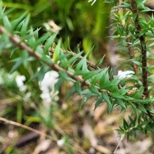 Epacris impressa at Rockton, NSW - 22 Oct 2022 11:54 AM