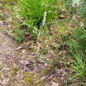 Epacris impressa at Rockton, NSW - 22 Oct 2022