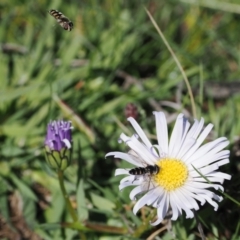 Melangyna viridiceps (Hover fly) at Namadgi National Park - 15 Oct 2022 by RAllen