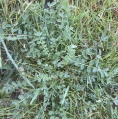 Sanguisorba minor at Aranda, ACT - 22 Oct 2022