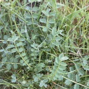 Sanguisorba minor at Aranda, ACT - 22 Oct 2022