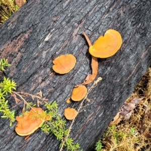 Trametes coccinea at Rockton, NSW - 22 Oct 2022 11:54 AM