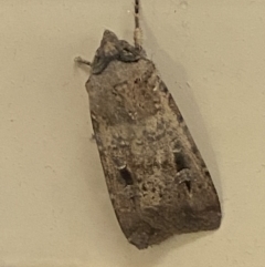 Agrotis infusa (Bogong Moth, Common Cutworm) at Bruce Ridge to Gossan Hill - 20 Oct 2022 by Steve_Bok