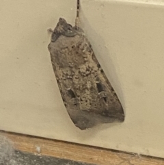 Agrotis infusa at Bruce, ACT - 21 Oct 2022