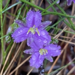 Thysanotus patersonii (Twining Fringe Lily) at Bruce, ACT - 21 Oct 2022 by SteveBorkowskis