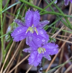 Thysanotus patersonii (Twining Fringe Lily) at Bruce Ridge - 21 Oct 2022 by SteveBorkowskis