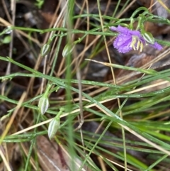 Thysanotus patersonii at Bruce, ACT - 21 Oct 2022 12:03 PM