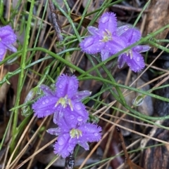 Thysanotus patersonii at Bruce, ACT - 21 Oct 2022