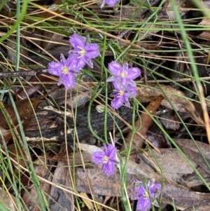 Thysanotus patersonii at Bruce, ACT - 21 Oct 2022