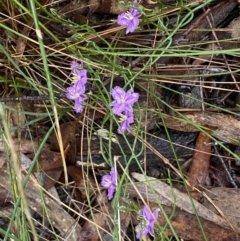 Thysanotus patersonii at Bruce, ACT - 21 Oct 2022