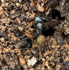 Camponotus aeneopilosus (A Golden-tailed sugar ant) at Bruce Ridge - 21 Oct 2022 by SteveBorkowskis