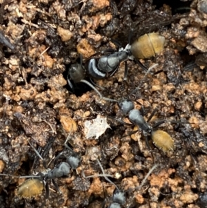 Camponotus aeneopilosus at Bruce, ACT - 21 Oct 2022