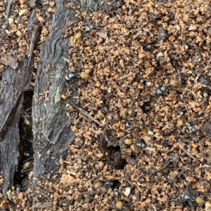 Camponotus aeneopilosus at Bruce, ACT - 21 Oct 2022