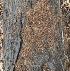 Camponotus aeneopilosus at Bruce, ACT - 21 Oct 2022