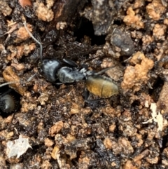 Camponotus aeneopilosus at Bruce, ACT - 21 Oct 2022