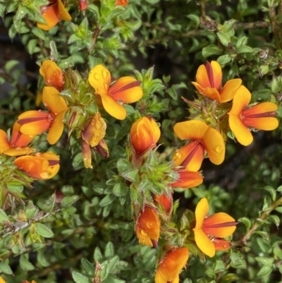 Pultenaea procumbens (Bush Pea) at Bruce, ACT - 21 Oct 2022 by SteveBorkowskis