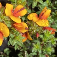 Pultenaea procumbens at Bruce, ACT - 21 Oct 2022