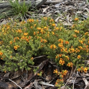 Pultenaea procumbens at Bruce, ACT - 21 Oct 2022