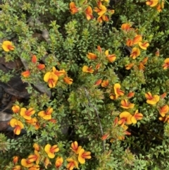 Pultenaea procumbens at Bruce, ACT - 21 Oct 2022