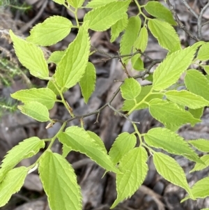 Celtis australis at Queanbeyan East, NSW - 21 Oct 2022 03:38 PM