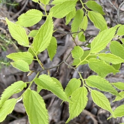 Celtis australis (Nettle Tree) at QPRC LGA - 21 Oct 2022 by Steve_Bok