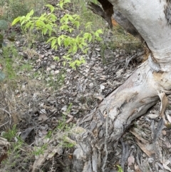 Celtis australis at Queanbeyan East, NSW - 21 Oct 2022