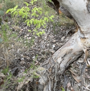 Celtis australis at Queanbeyan East, NSW - 21 Oct 2022 03:38 PM