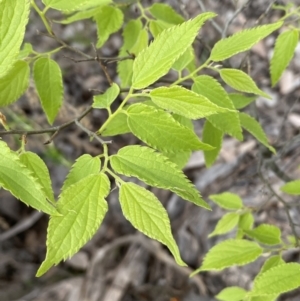 Celtis australis at Queanbeyan East, NSW - 21 Oct 2022