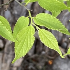 Celtis australis at Queanbeyan East, NSW - 21 Oct 2022 03:38 PM