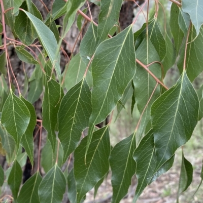 Brachychiton populneus subsp. populneus (Kurrajong) at QPRC LGA - 21 Oct 2022 by Steve_Bok