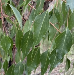 Brachychiton populneus subsp. populneus (Kurrajong) at Queanbeyan East, NSW - 21 Oct 2022 by Steve_Bok