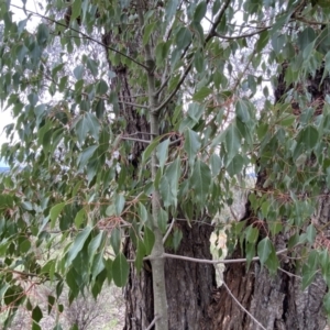 Brachychiton populneus subsp. populneus at Queanbeyan East, NSW - 21 Oct 2022