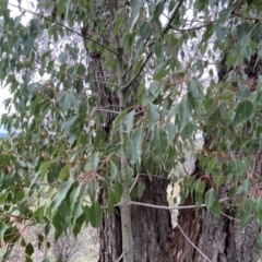 Brachychiton populneus subsp. populneus at Queanbeyan East, NSW - 21 Oct 2022