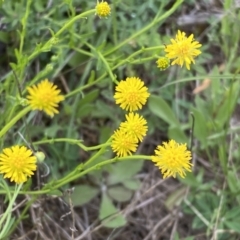 Calotis lappulacea (Yellow Burr Daisy) at Queanbeyan East, NSW - 21 Oct 2022 by Steve_Bok