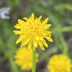 Calotis lappulacea at Queanbeyan East, NSW - 21 Oct 2022