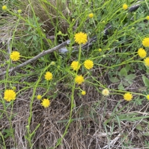 Calotis lappulacea at Queanbeyan East, NSW - 21 Oct 2022