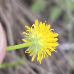 Calotis lappulacea at Queanbeyan East, NSW - 21 Oct 2022