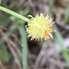 Calotis lappulacea at Queanbeyan East, NSW - 21 Oct 2022