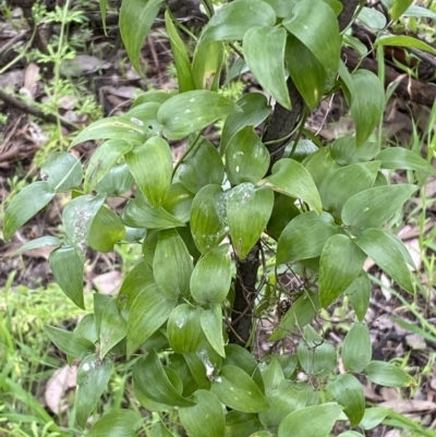 Asparagus asparagoides (Bridal Creeper, Florist's Smilax) at Queanbeyan East, NSW - 21 Oct 2022 by SteveBorkowskis
