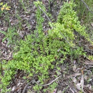 Asparagus asparagoides at Queanbeyan East, NSW - 21 Oct 2022 03:34 PM