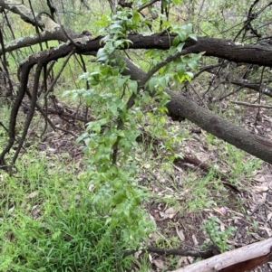 Asparagus asparagoides at Queanbeyan East, NSW - 21 Oct 2022