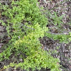 Asparagus asparagoides at Queanbeyan East, NSW - 21 Oct 2022