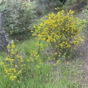 Genista monspessulana at Queanbeyan East, NSW - 21 Oct 2022