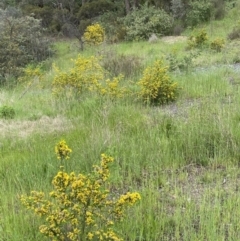 Genista monspessulana at Queanbeyan East, NSW - 21 Oct 2022