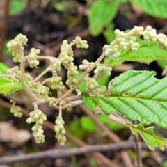 Pomaderris aspera (Hazel Pomaderris) at South East Forest National Park - 22 Oct 2022 by trevorpreston