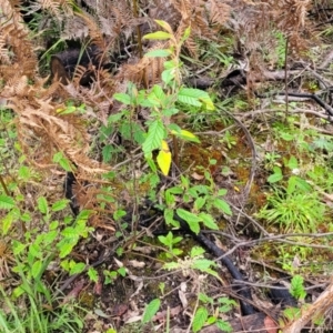 Pomaderris aspera at Rockton, NSW - 22 Oct 2022