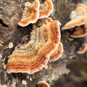 Xylobolus illudens at Rockton, NSW - 22 Oct 2022